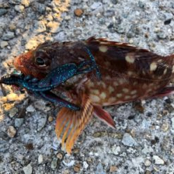 またまたガシラのみ