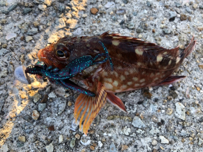 またまたガシラのみ