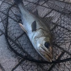 飲み会からの徹夜で3本