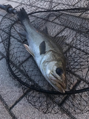 飲み会からの徹夜で3本