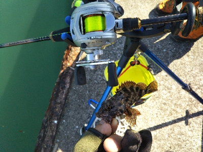 キスが釣れない…