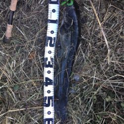 サイトフィッシング  ナマズゲーム