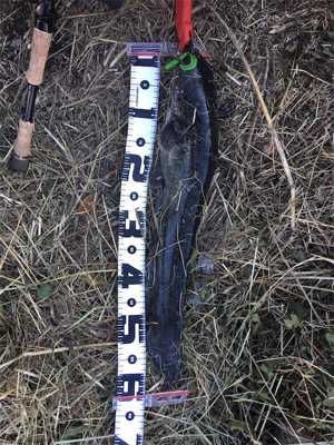 サイトフィッシング  ナマズゲーム