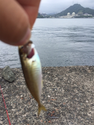 大シケの時の救いの神=豆アジが大量でした