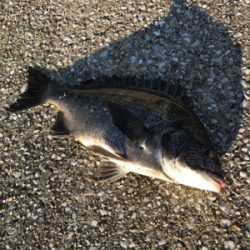 やっぱり釣りは楽しい！