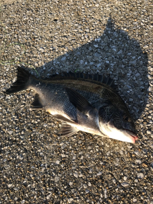 やっぱり釣りは楽しい！