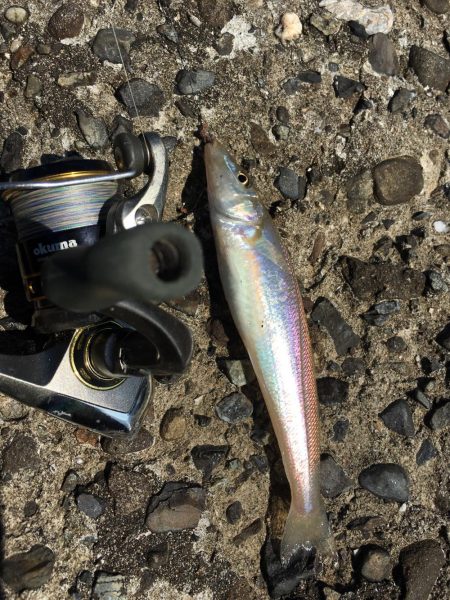 チョイ投げキス釣り