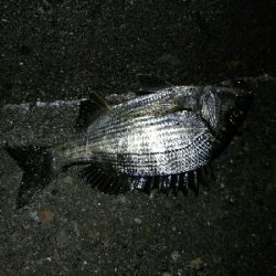 楽しいライトゲームと美味しいキス天