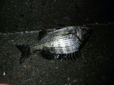 楽しいライトゲームと美味しいキス天