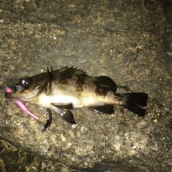 終盤戦メバリング