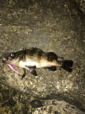 終盤戦メバリング