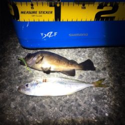 小サバ狙いが！