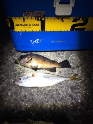 小サバ狙いが！