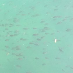 アジからキスのリレー釣行