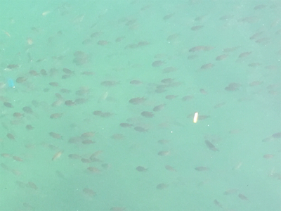 アジからキスのリレー釣行