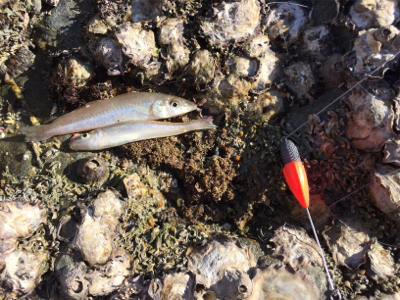 和歌浦キスちょい投げ