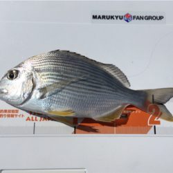 夕方まで粘ってやっと