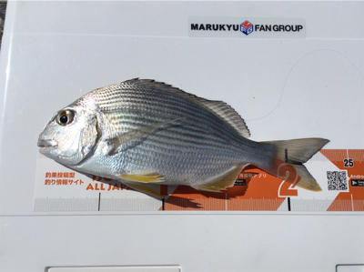 夕方まで粘ってやっと