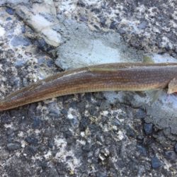 ビックバッカー、みんなエソばっかー!