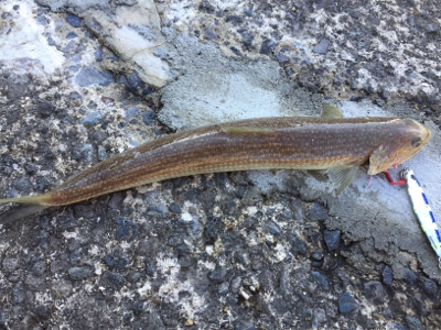 ビックバッカー、みんなエソばっかー！