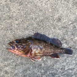 カタクチの群れシーバスのボイル！