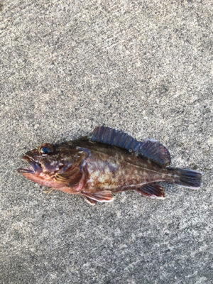 カタクチの群れシーバスのボイル！