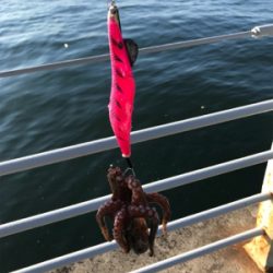 2週連続キロアップ