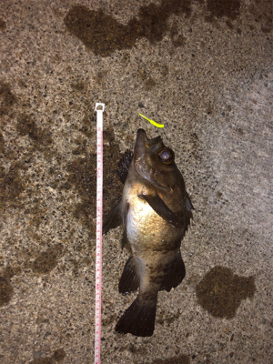 親父たちの釣行 舞鶴第3弾‼️