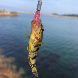 チビタケノコ釣り