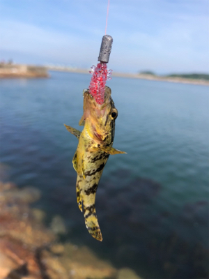 チビタケノコ釣り