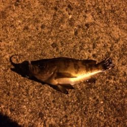 初メバルでいっ!