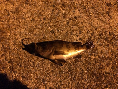 初メバルでいっ!