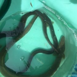 夜釣りは涼しいし、楽しい。