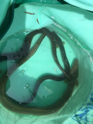 夜釣りは涼しいし、楽しい。