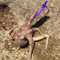 今年初エギング〜