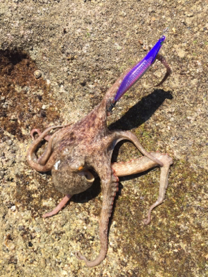 今年初エギング〜