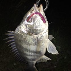 淀川ブリームゲーム マチヌの回遊