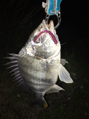 淀川ブリームゲーム マチヌの回遊