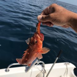 マイボート ジギング、イカメタル釣行