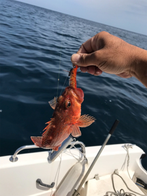マイボート ジギング、イカメタル釣行