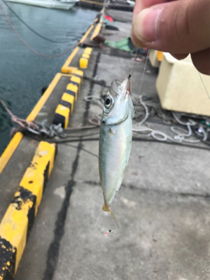 豆アジサビキ釣り