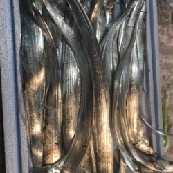 細いんですが…