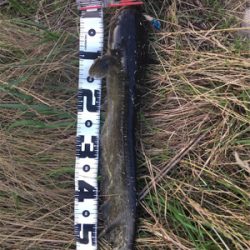 今日も仕事帰りに少しナマズゲーム