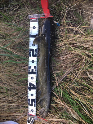 今日も仕事帰りに少しナマズゲーム