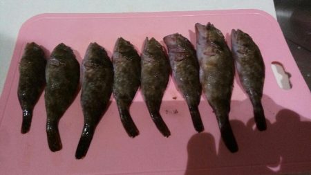 三重県四日市、朝三時間の釣行