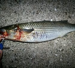 風強し、ボラばかり。