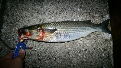 風強し、ボラばかり。