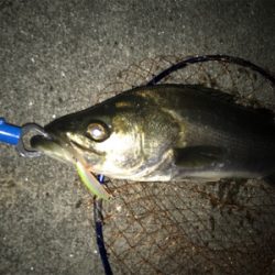 久しぶりの60アップ