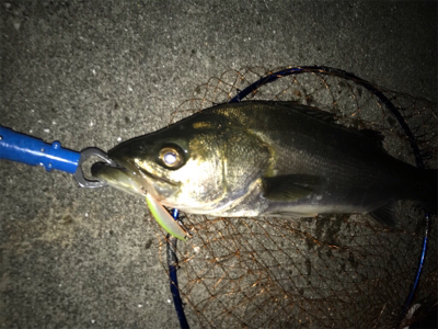 久しぶりの60アップ