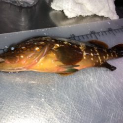 根魚大漁